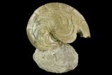 Fossil Nautilus (Aturia) - Boujdour, Morocco #130642-5